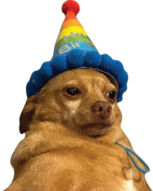 Birthday Dog