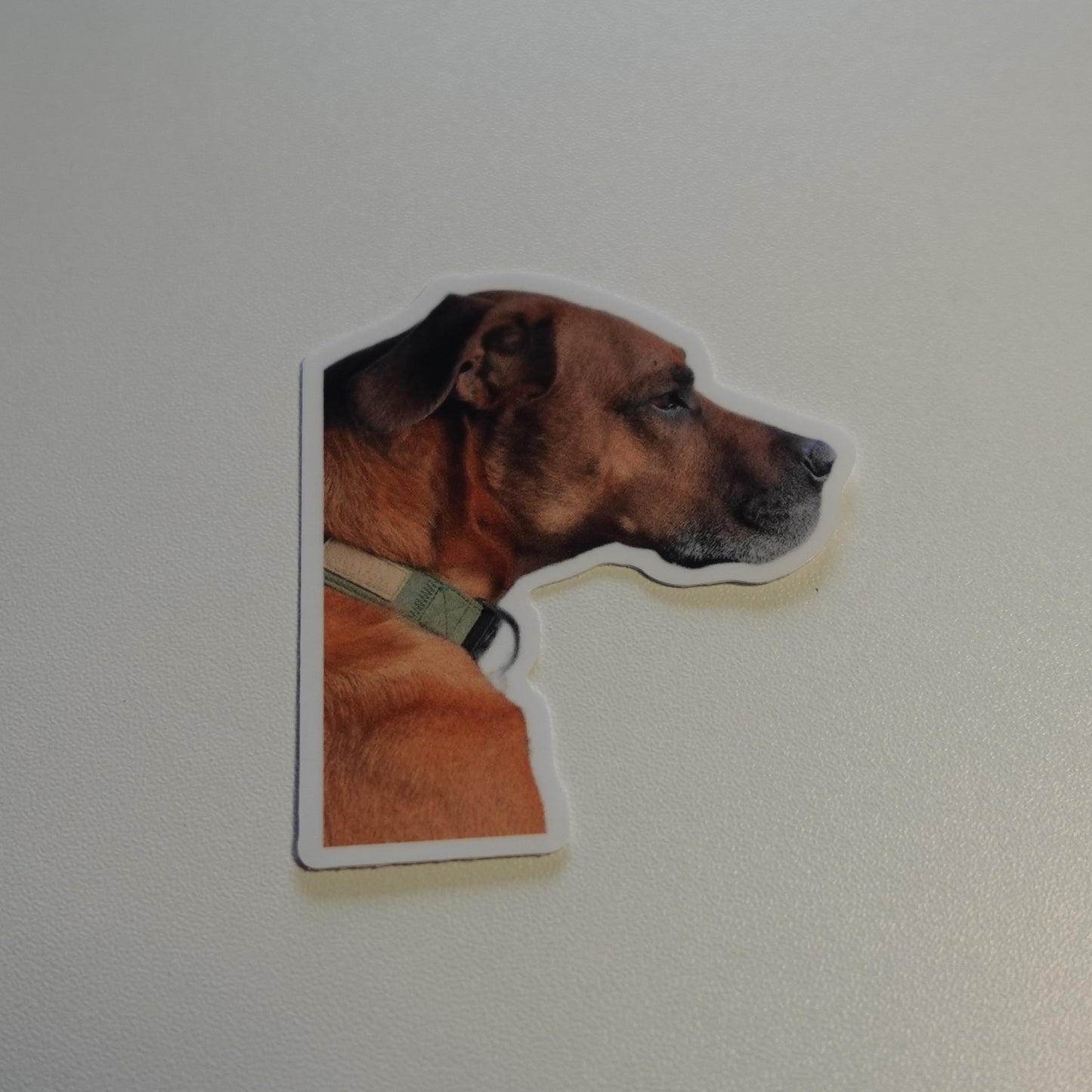 Cute Dog