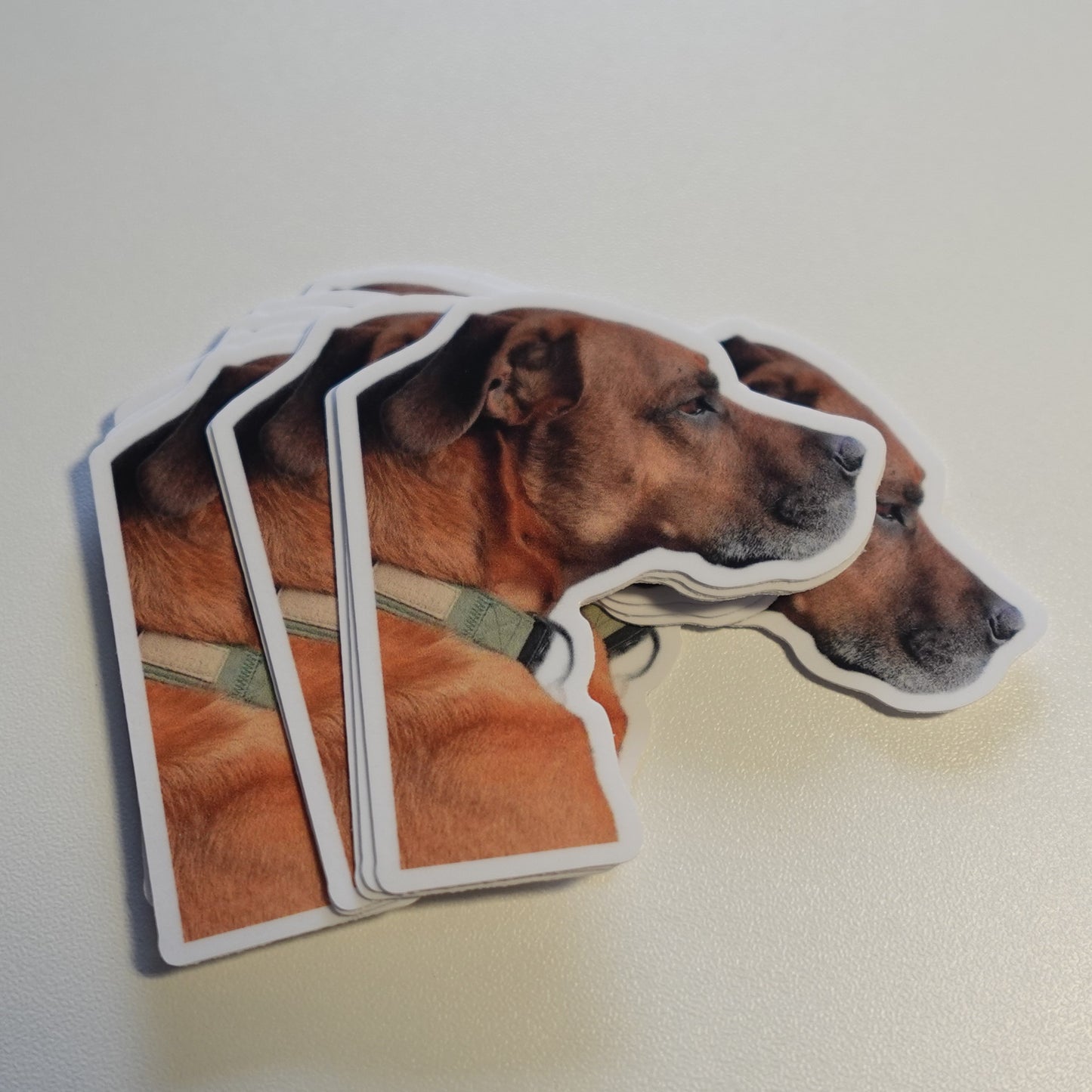 Cute Dog