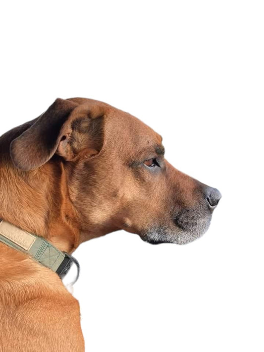 Cute Dog