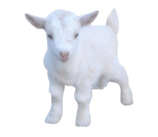 Baby Goat